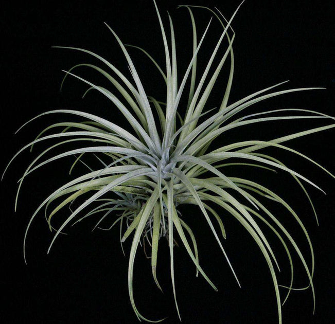 Tillandsia mima v. chiletensis – Tropiflora