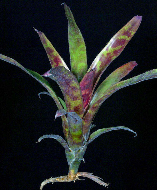 ブロメリア・エアープランツ Canistrum Seidelianum Dark form Canistrum seidelianum 'Dark Form' – Tropiflora