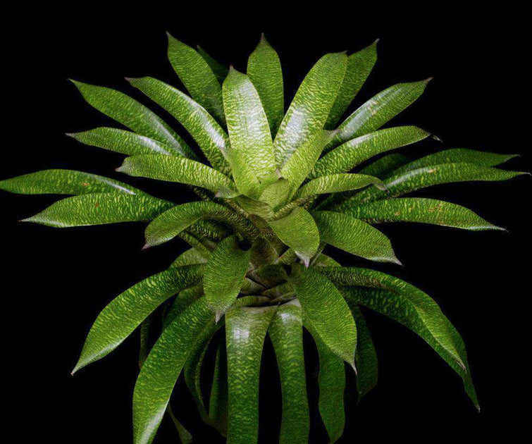 Vriesea 'Mint Julep' – Tropiflora