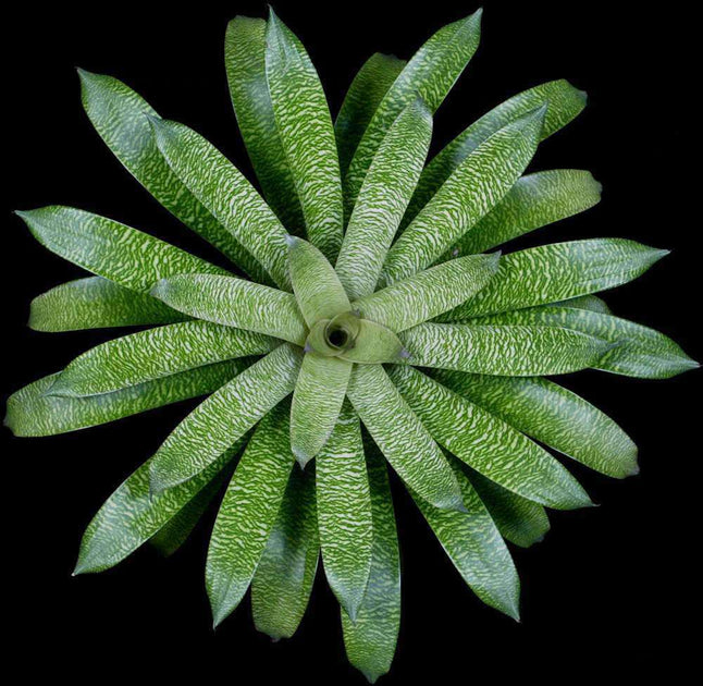 Vriesea 'Mint Julep' – Tropiflora