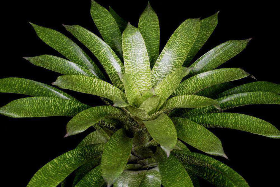 Vriesea 'Mint Julep' – Tropiflora
