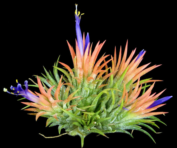 Tillandsia ionantha 'Peach' – Tropiflora