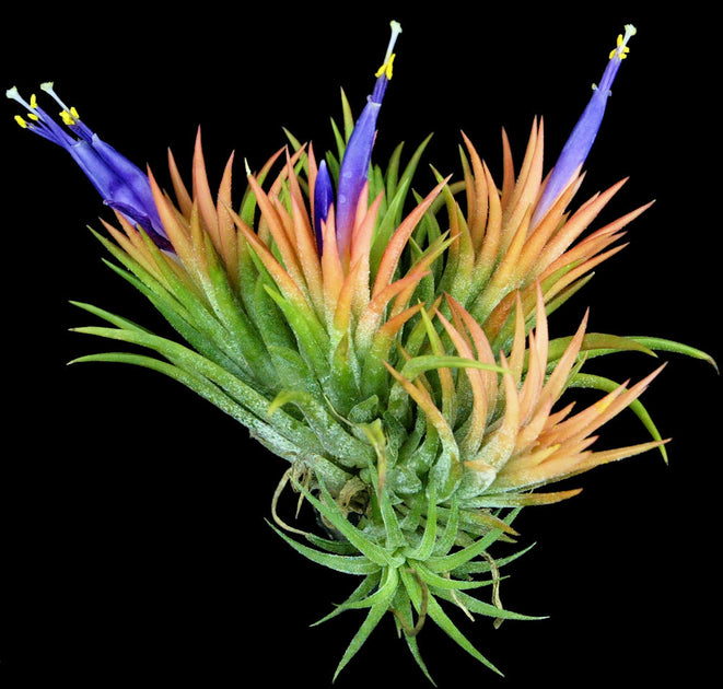 Tillandsia ionantha 'Peach' – Tropiflora