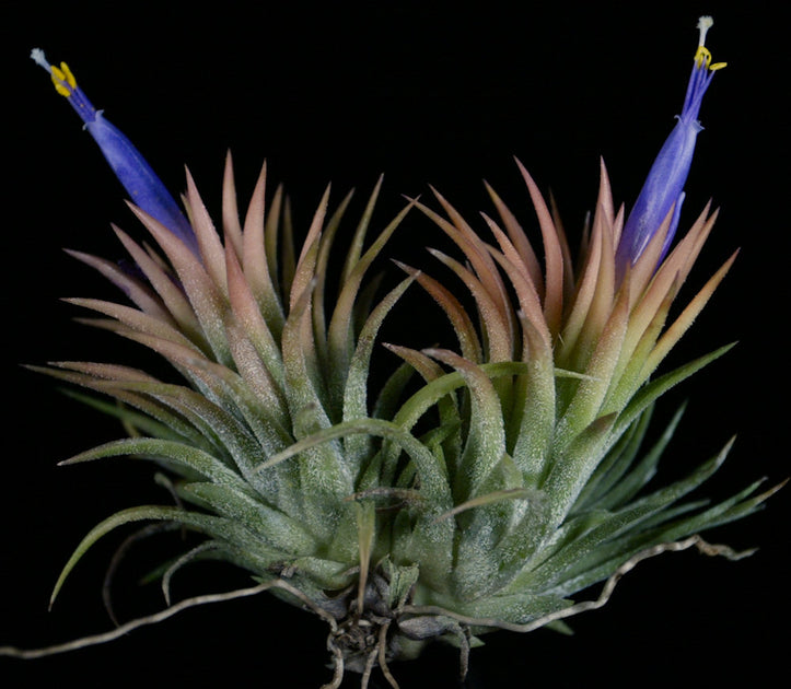 Tillandsia ionantha 'Peach' – Tropiflora