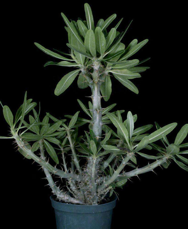 Pachypodium cactipes - Tropiflora