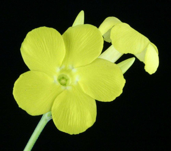 52 Pachypodium bicolor パキポディウム サボテン 多肉植物 塊根