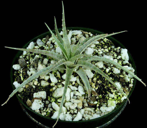 Forzzaea leopoldo-horstii SEL1992-0080 - Tropiflora