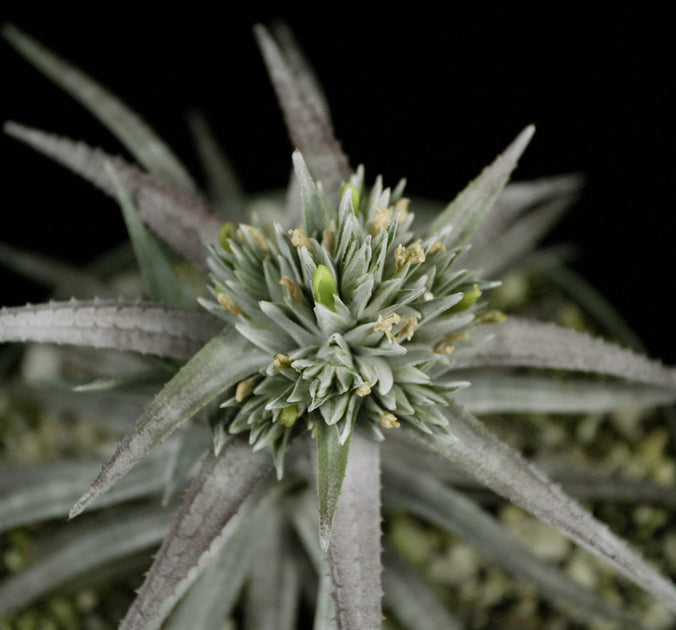 Orthophytum zanonii – Tropiflora