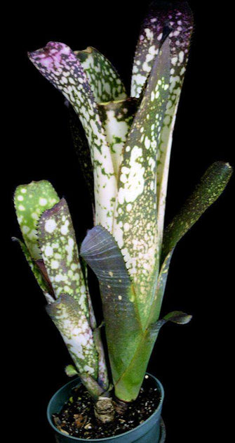 Billbergia 'MERRIE MONARCH' ビルベルギア・メリー モナーク Billbergia 'MERRIE MONARCH' ビルベルギア・メリー モナーク