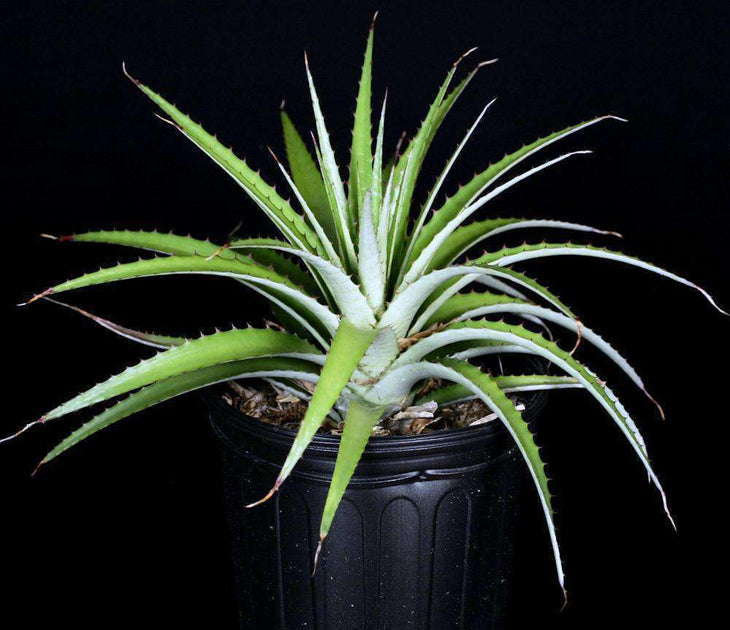 Deuterocohnia brevispicata デウテロコニア ブロメリア Dyckia 好きな 
