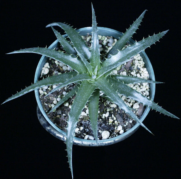 Silver Dyckia Plant - Etsy