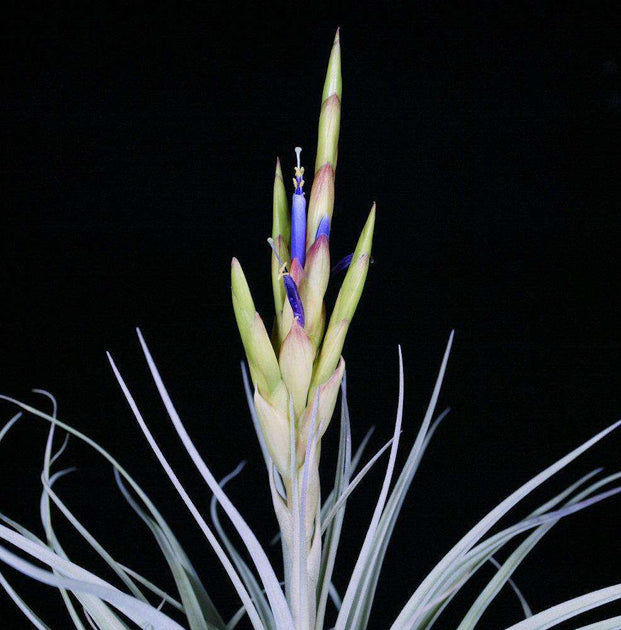 冬セール Tillandsia paucifolia pink torch 自家産子株 | maprin.com.bo