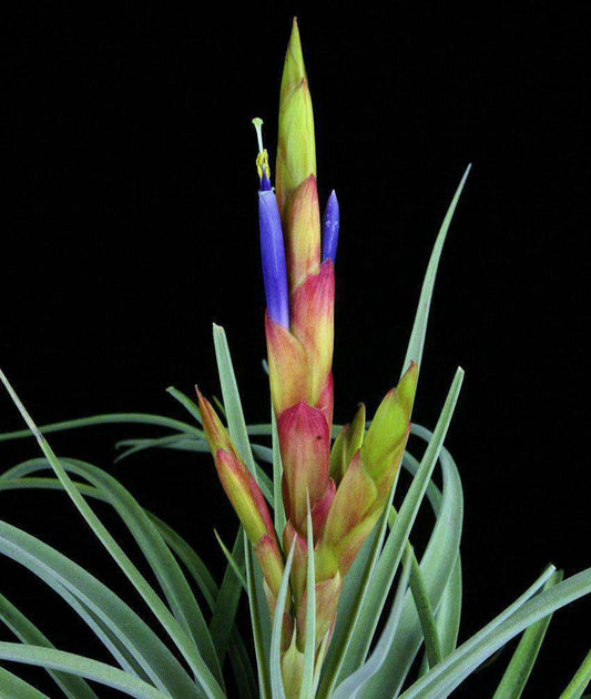 Tillandsia 'Chevalieri' x fasciculata v. densispica – Tropiflora