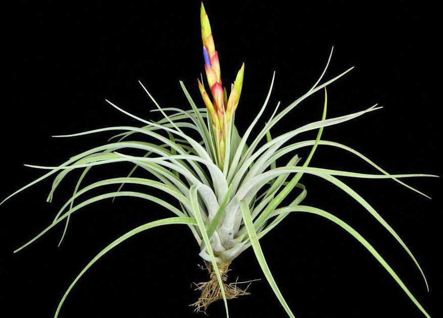 fasciculata tropiflora air plant Tillandsia 'Chevalieri' x fasciculata v. densispica – Tropiflora