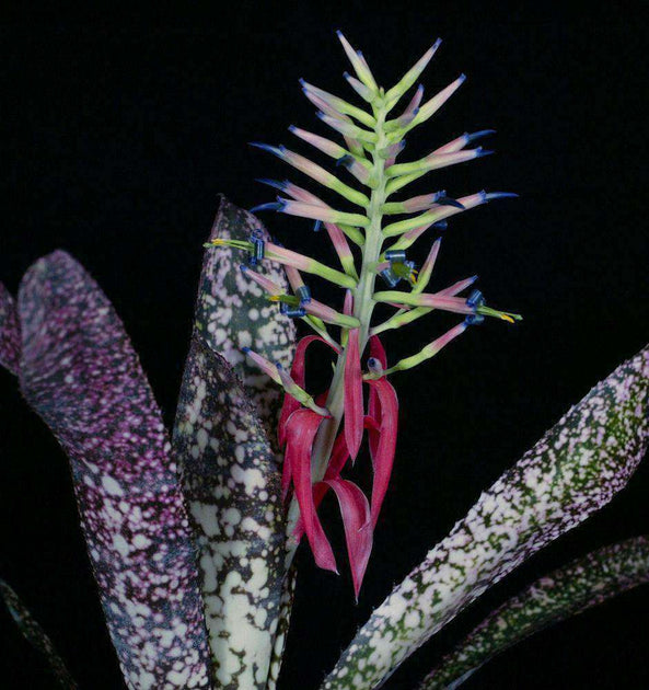 Billbergia 'Novena' – Tropiflora