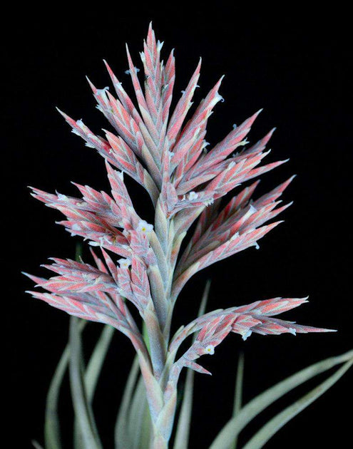 Tillandsia didisticha 'Large Form' – Tropiflora