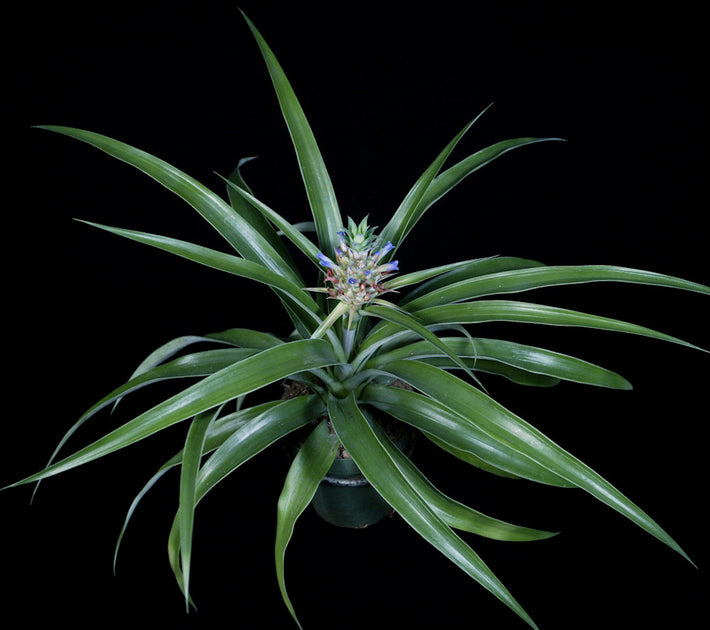 mini me pineapple plant Ananas 'Mini Me' – Tropiflora