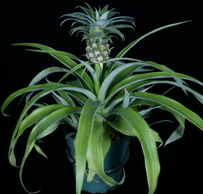 mini me pineapple plant Ananas 'Mini Me' – Tropiflora
