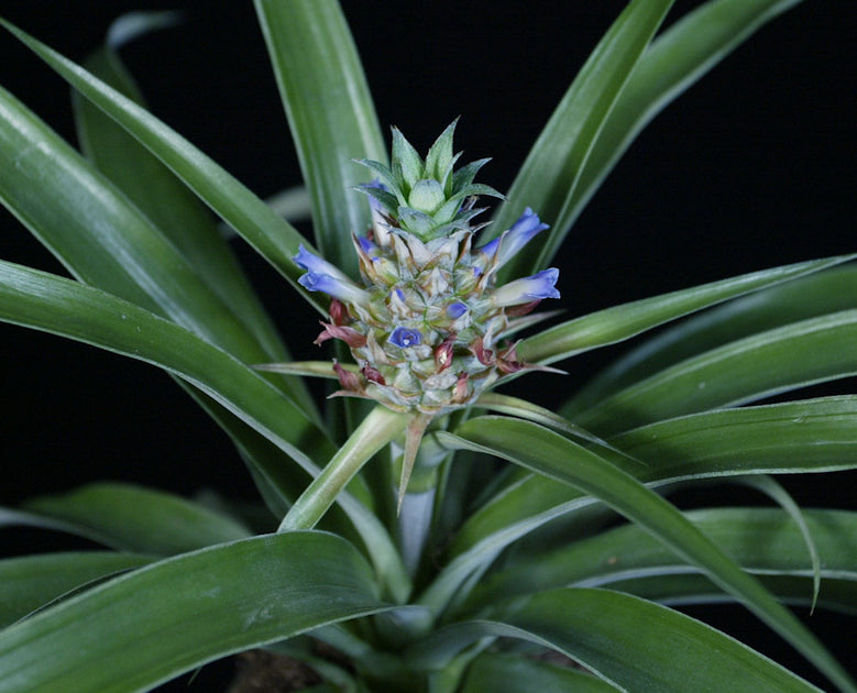 mini me pineapple plant Ananas 'Mini Me' – Tropiflora