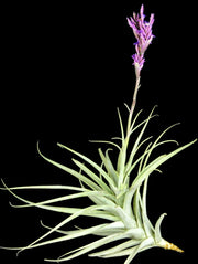 Tillandsia purpurea 'Longifolia'