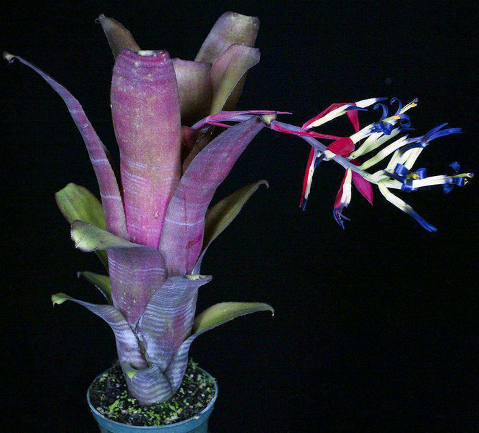 Billbergia amoena striata x 'Ralph Graham French' clone #2