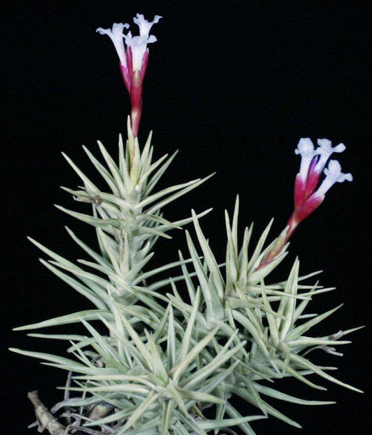 Tillandsia tenuifolia v. cocoensis – Tropiflora