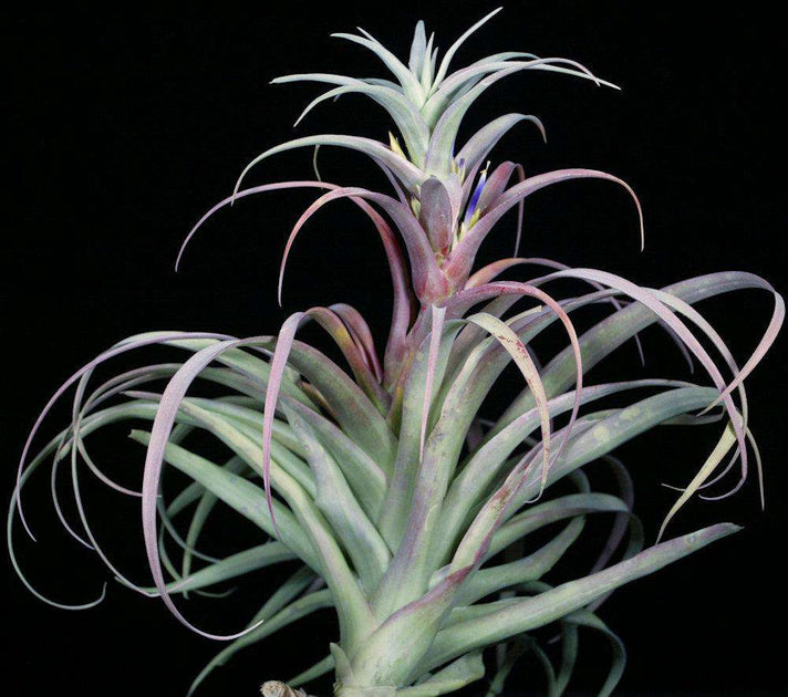 AIR PLANTS (TILLANDSIAS) – Page 4 – Tropiflora