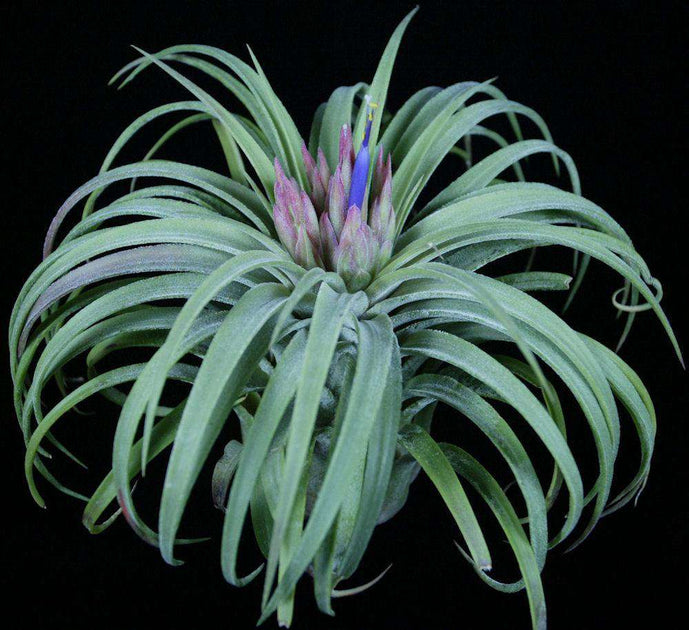 チランジア ティムズロイヤルトレジャー Tillandsia 'Timm's Royal Treasure' – Tropiflora