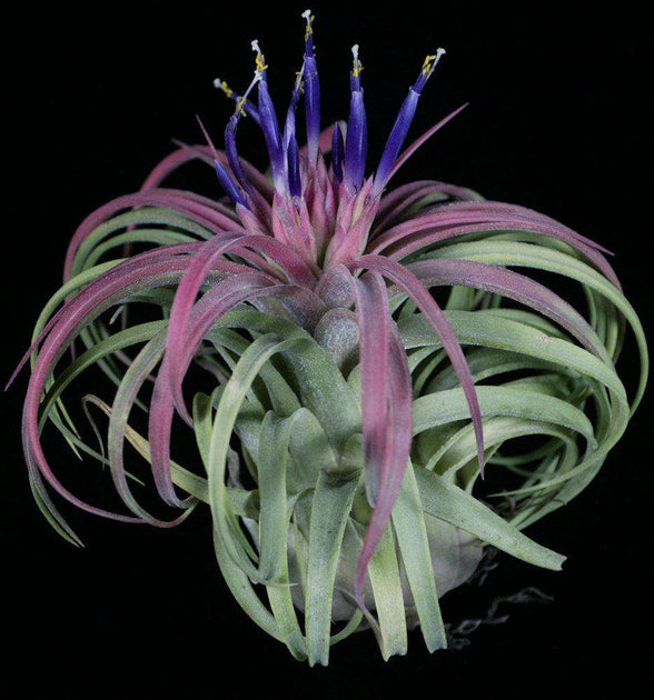 Tillandsia 'Timm's Royal Treasure' – Tropiflora