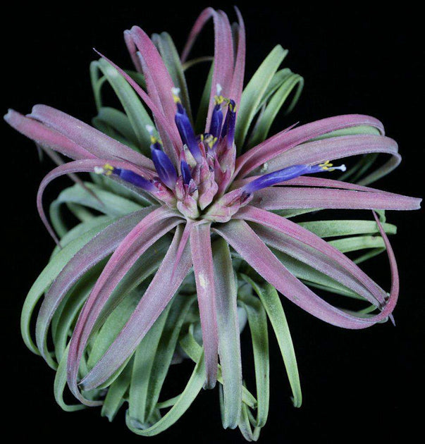 チランジア ティムズロイヤルトレジャー Timm's Royal Treasure #airplant #tillandsia #epiphyte