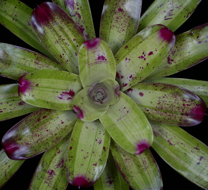 Neoregelia NON-VARIEGATED JOHANNIS Bromeliad one tropical