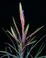 Tillandsia 'Oeseriana' - Tropiflora