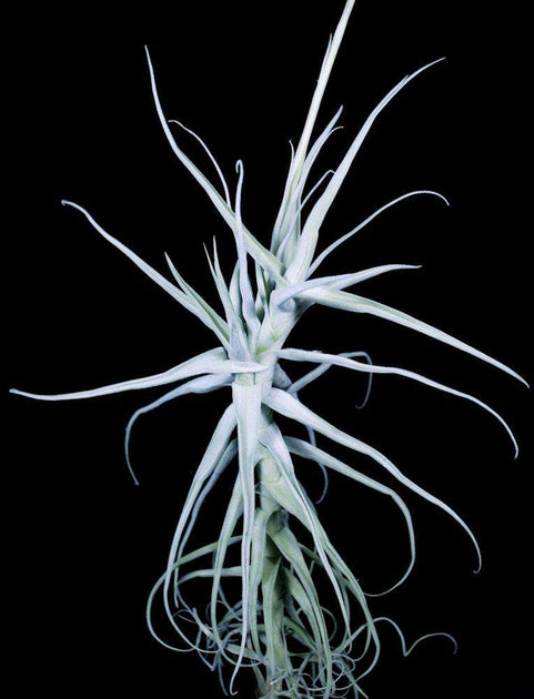duratii air plant Tillandsia duratii Rio Grande, Bolivia – Tropiflora