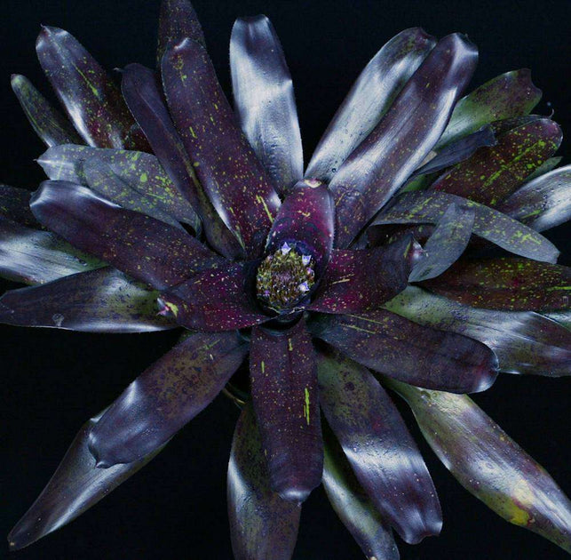 7996-2-Neoregelia-Smoky-