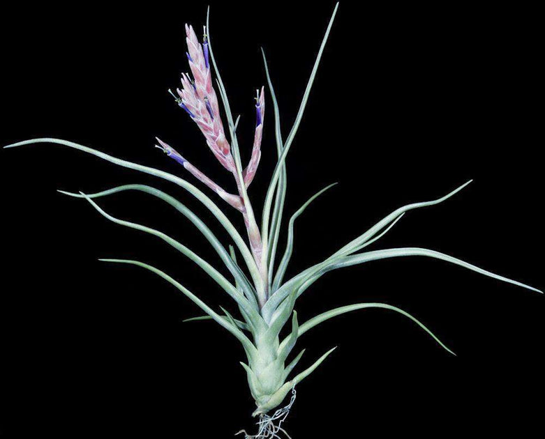 TILLANDSIAS – Page 9 – Tropiflora