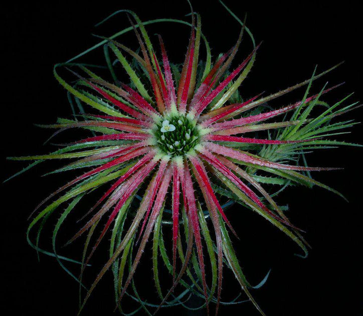 Sincoraea rafaelii シンコラエア　ラファエリー Sincoraea rafaelii – Tropiflora