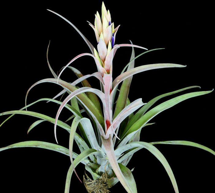 Tillandsia 'Pink Sorbet' – Tropiflora