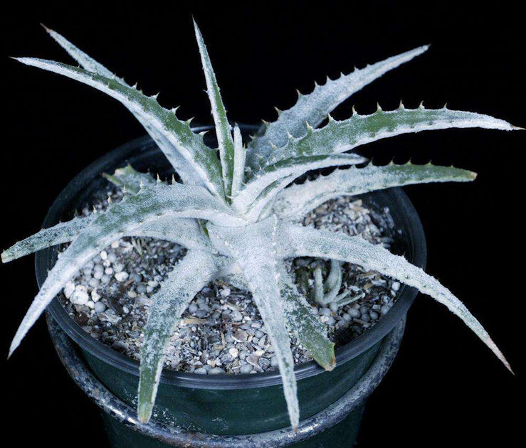 大人気 ヘクチア ラナタ 雌株 Hechtia lanata ⑴ Hechtia lanata
