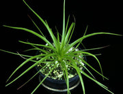 Sincoraea ophiuroides - Tropiflora