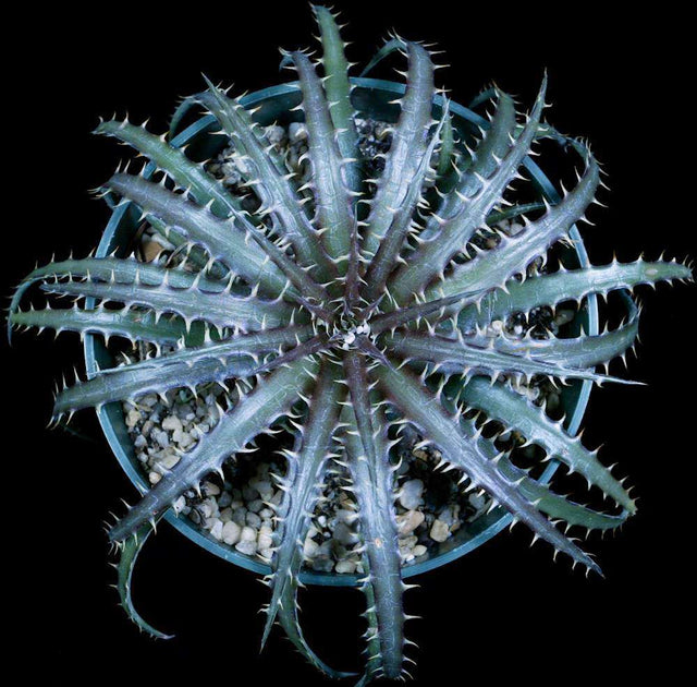 Dyckia dawsonii – Tropiflora