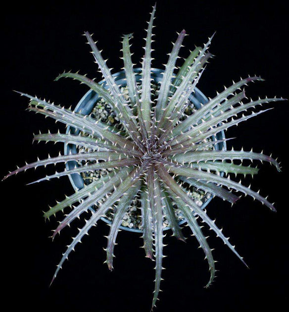 ディッキア ダウソニー Dyckia dawsonii from Berna ⑵ ディッキア・ダウソニー：Dyckia dawsonii Bill Baker's Clone