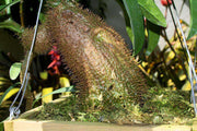 Myrmephytum beccarii - Tropiflora
