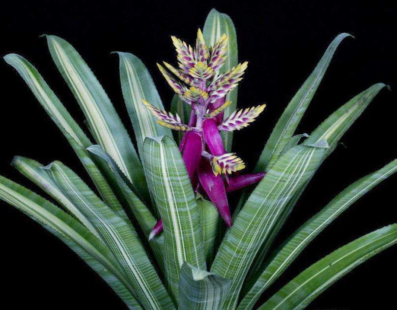 ブロメリア・エアープランツ Aechmea Fantasy Aechmea 'Fantasy' (P) – Tropiflora