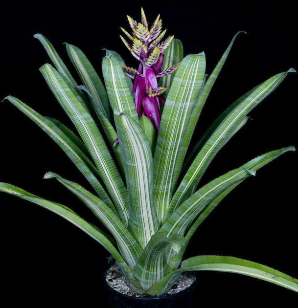 ブロメリア・エアープランツ Aechmea Fantasy Aechmea 'Fantasy' (P) – Tropiflora