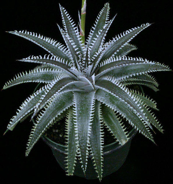 Dyckia 'Tarzana' – Tropiflora