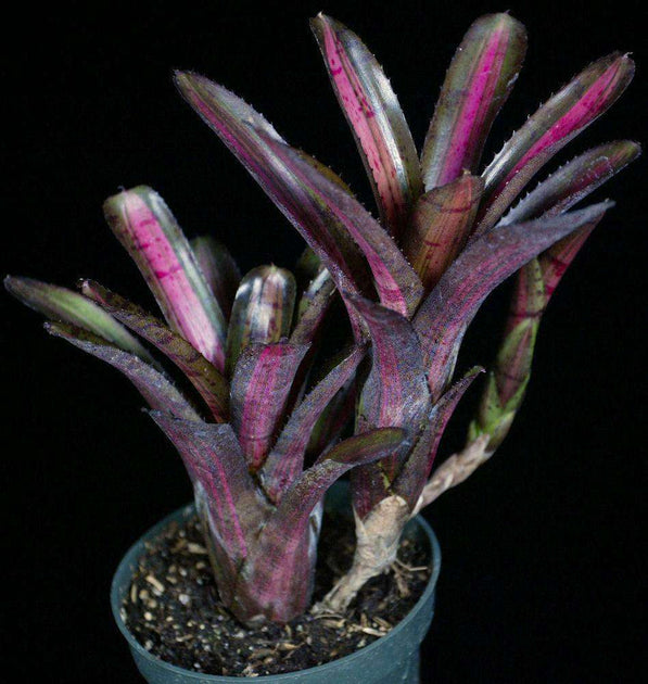 Neoregelia 'Star Blast' – Tropiflora