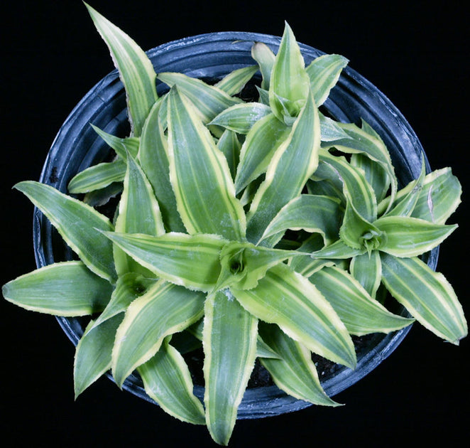 sansevieria arborescens variegata Cryptanthus acaulis 'Variegata' – Tropiflora