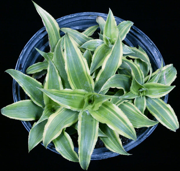 Cryptanthus acaulis 'Variegata'