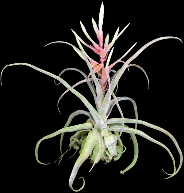 Tillandsia streptophylla 'Red Form' Belize