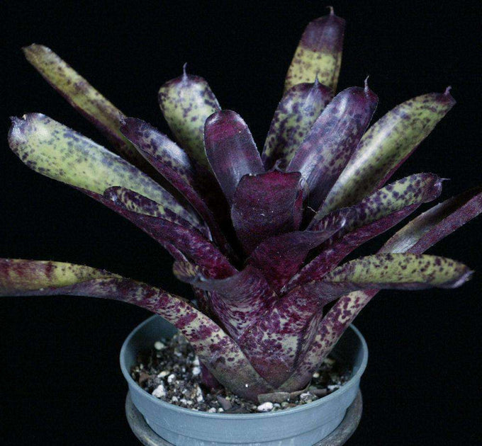 Neoregelia Blueberry Blizzard ネオレゲリア Neoregelia Blueberry Blizzard ネオレゲリア
